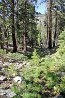 Kern Plateau Slender Salamander Habitat