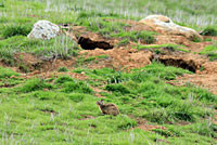 California Ground Squirrel burrows