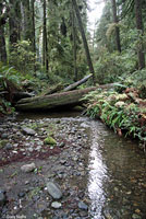 Coastal Giant Salamander Habitat