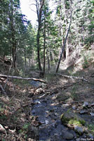 Large-blotched Ensatina Habitat