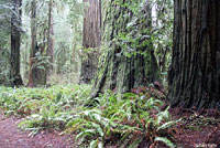 Painted Ensatina Habitat