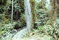 Clouded Salamander Habitat