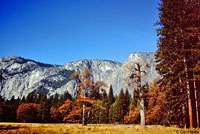 Sierra Nevada Ensatina Habitat