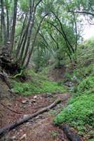 Monterey Ensatina Habitat