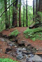 Monterey Ensatina Habitat