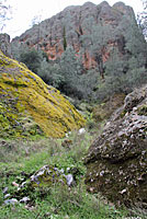 Gabilan Mountains Slender Salamander Habitat