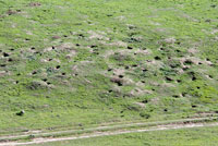 California Ground Squirrel burrows