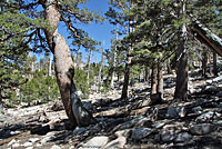 Mt. San Gorgonio
