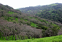 Arboreal Salamander Habitat