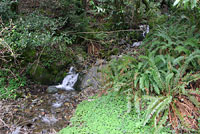 Dunn's Salamander habitat