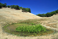 tiger salamander habitat