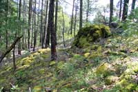 Siskiyou Mountains Salamander Habitat