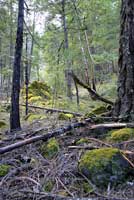 Siskiyou Mountains Salamander Habitat