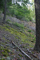 Siskiyou Mountains Salamander Habitat