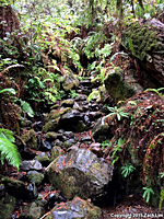 Southern Torrent Salamander Habitat