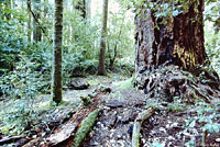 Del Norte Salamander Habitat