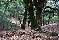 Sierra Nevada Ensatina Habitat