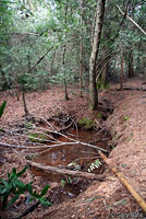 Sierra Newt Habitat