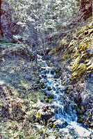 Rough-skinned Newt Habitat