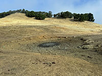 tiger salamander habitat