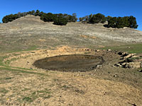 tiger salamander habitat