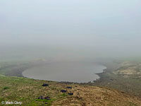 tiger salamander habitat