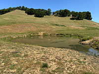 tiger salamander habitat
