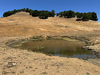 tiger salamander habitat