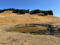 tiger salamander habitat