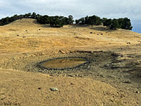 tiger salamander habitat