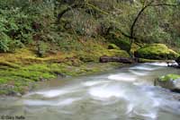 Red-bellied Newt Habitat