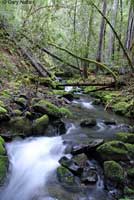 Red-bellied Newt Habitat