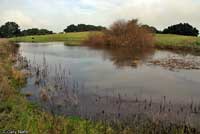 California Newt Breeding Pond