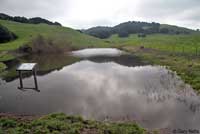 California Newt Breeding Pond