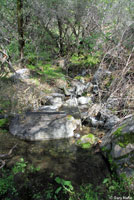 Sierra Newt Habitat