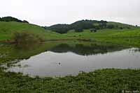 California Newt Breeding Pond