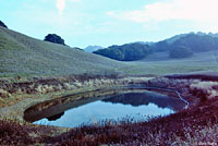 California Newt Breeding Pond