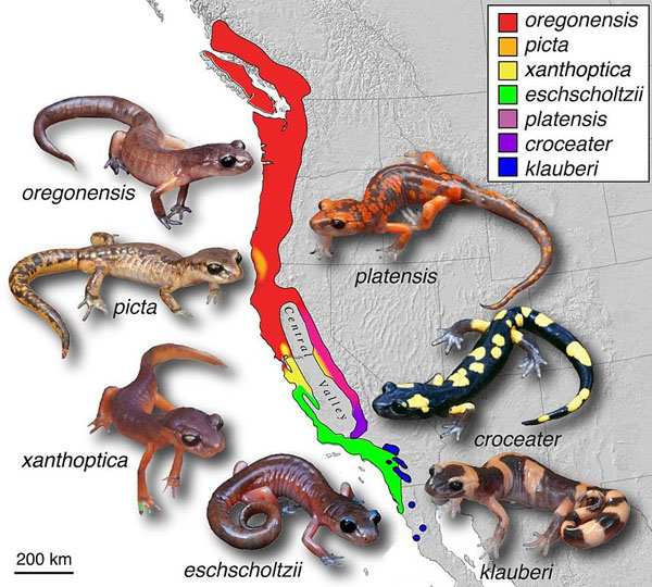 Large-blotched Ensatina