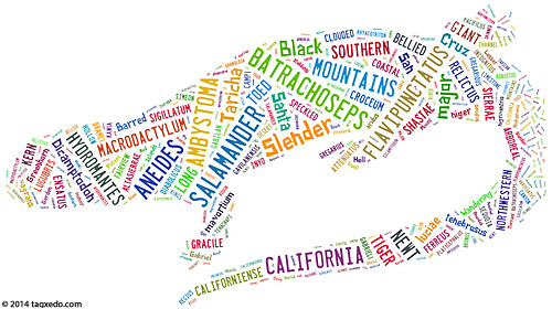 Salamanders Word Cloud