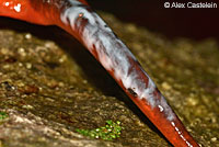 Yellow-eyed Ensatina