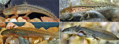 salamander