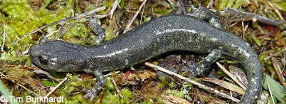 Speckled Black Salamander