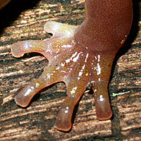 Arboreal Salamander foot