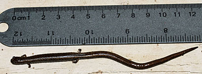 California Slender Salamander