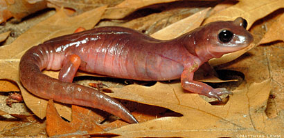 Monterey Ensatina