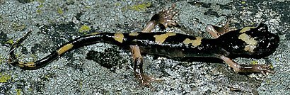 Large-blotched Ensatina