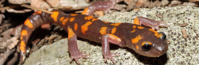 Sierra Nevada Ensatina