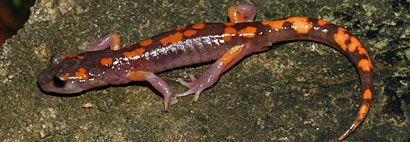 Sierra Nevada Ensatina