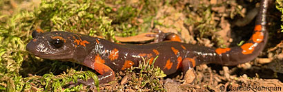 Sierra Nevada Ensatina