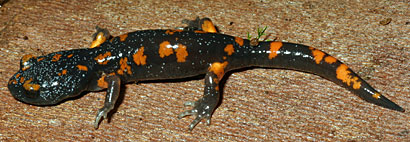 Sierra Nevada Ensatina